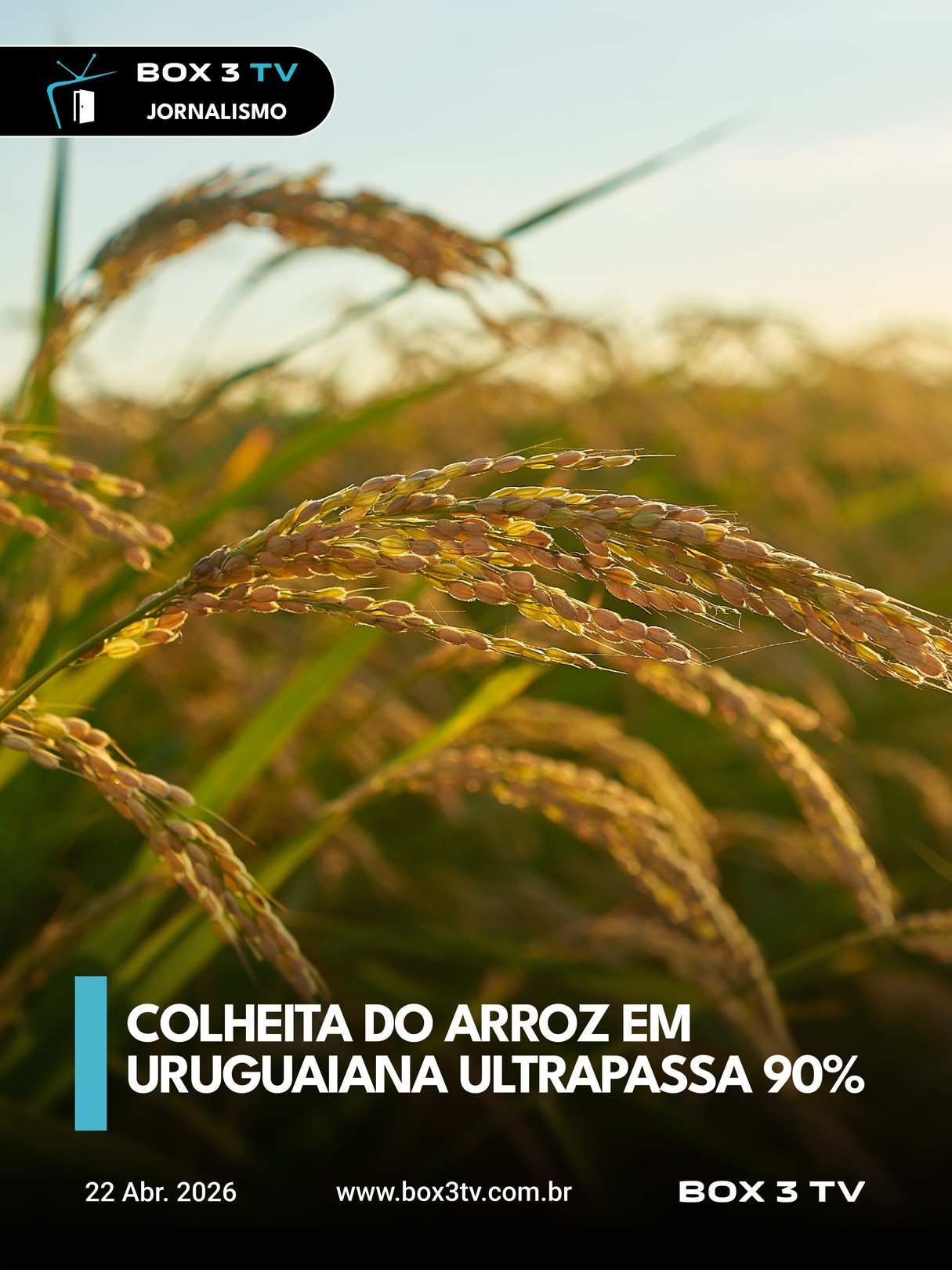 Post: A colheita do arroz, safra 2025/2026, es…